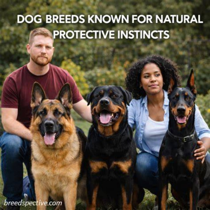Protective Instincts&nbsp;